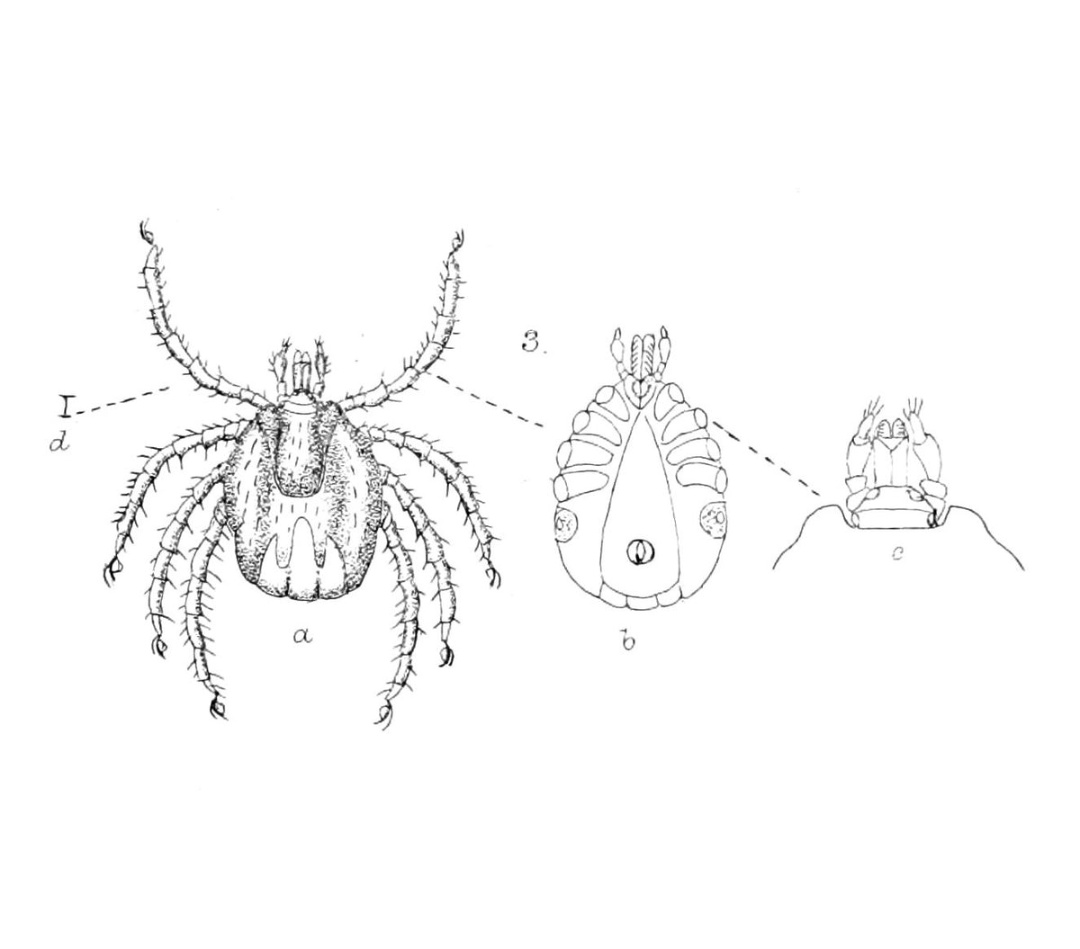 Historical scientific plate of Ixodes uriae showing dorsal, ventral and mouthpart views