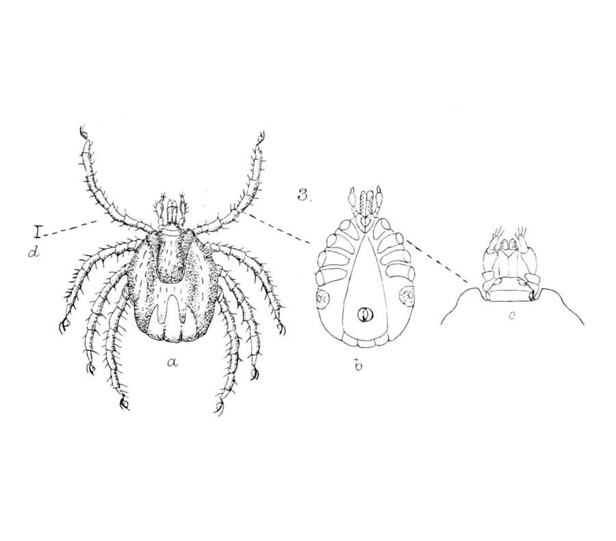 Historical scientific plate of Ixodes uriae showing dorsal, ventral and mouthpart views