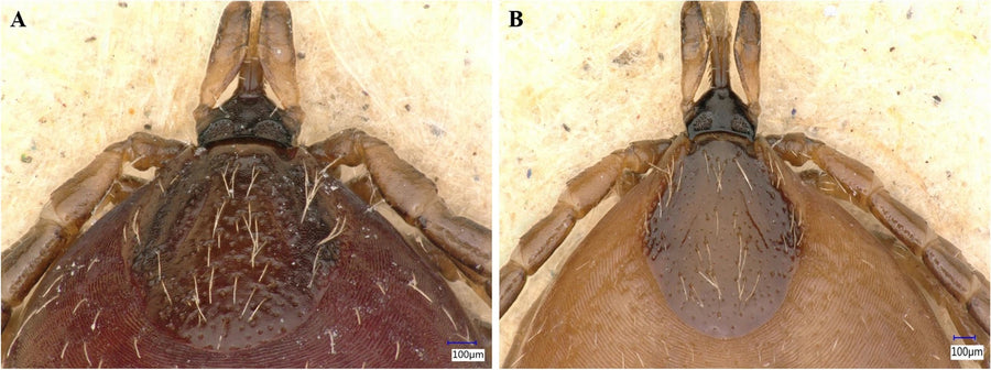 Two molecularly confirmed adult female rabbit ticks (Ixodes ventalloi) in dorsal view, showing the scutum and mouthparts