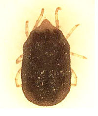 CDC photograph of an Ornithodoros hermsi soft tick specimen