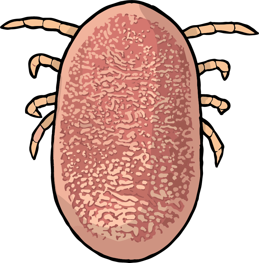 Simplified NIAID educational illustration of a fed Ornithodoros hermsi soft tick; not a diagnostic photograph