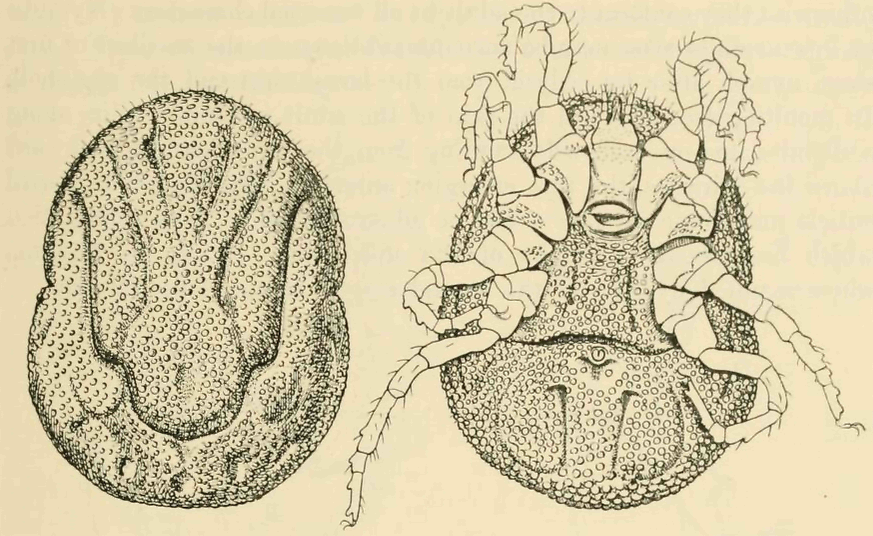 Historical scientific plate showing an adult female Ornithodoros moubata soft tick