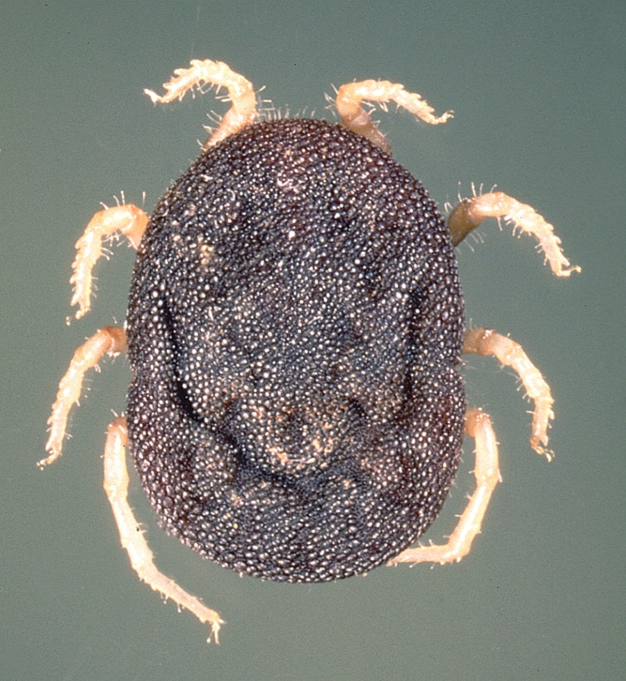 Sand tampan (Ornithodoros savignyi) verified reference image