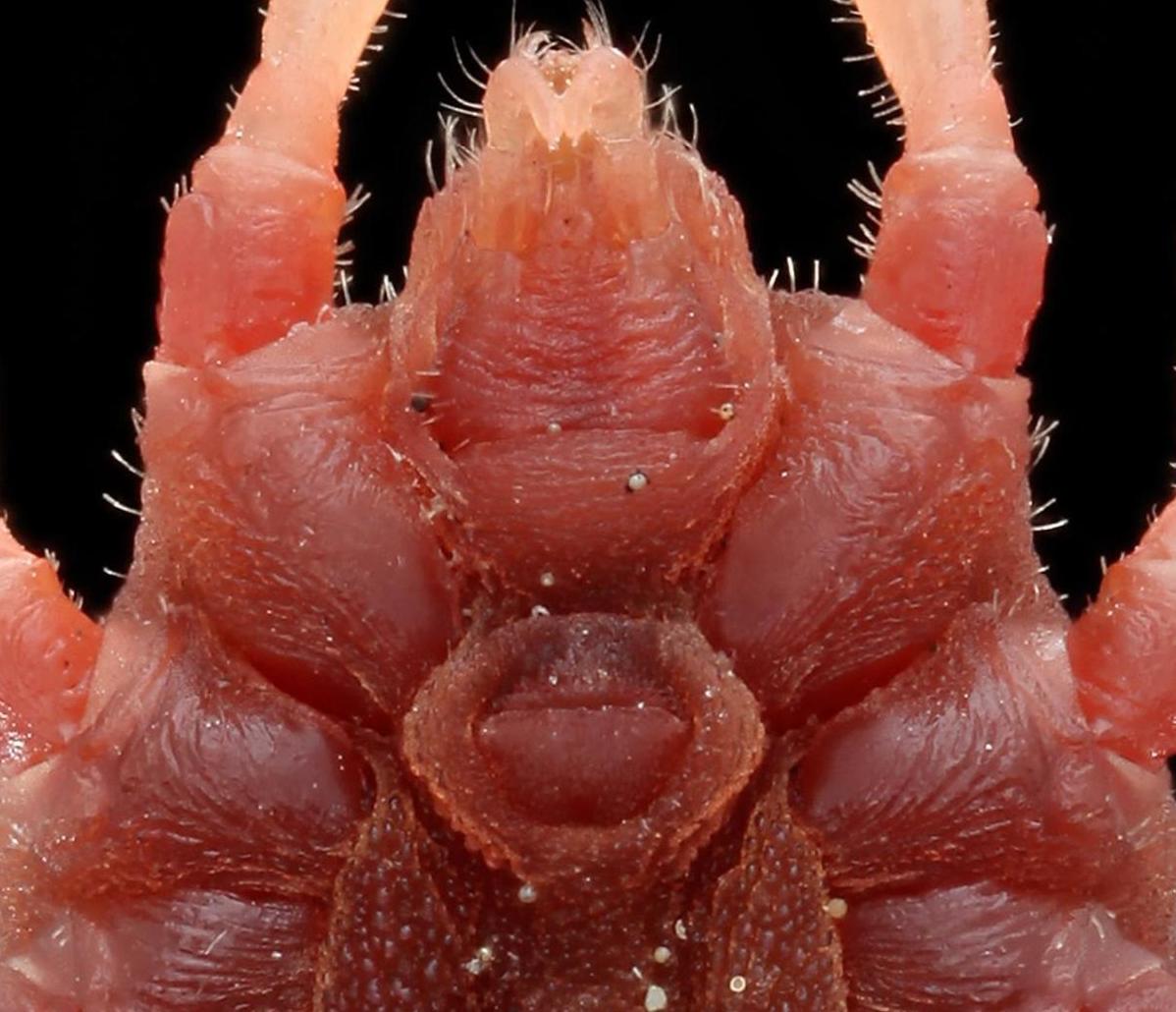 Detailed ventral view of the head of an adult female Ornithodoros turicata soft tick