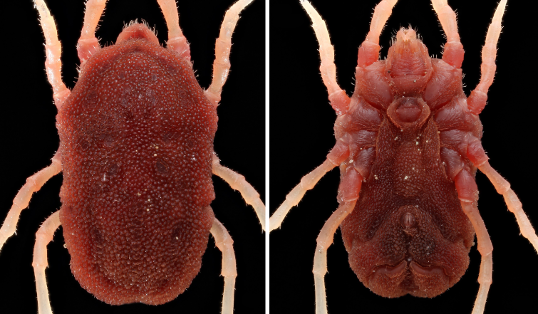 Adult female Ornithodoros turicata soft tick
