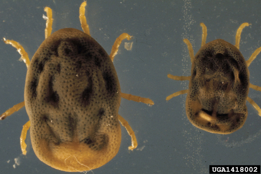 Otobius megnini spinose ear tick specimen