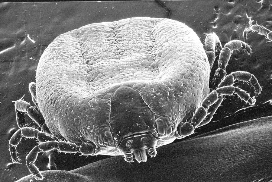 Cattle tick (Rhipicephalus annulatus) verified reference image
