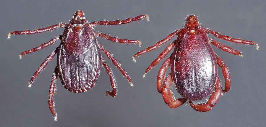 Adult female and male Rhipicephalus appendiculatus brown ear ticks, dorsal view