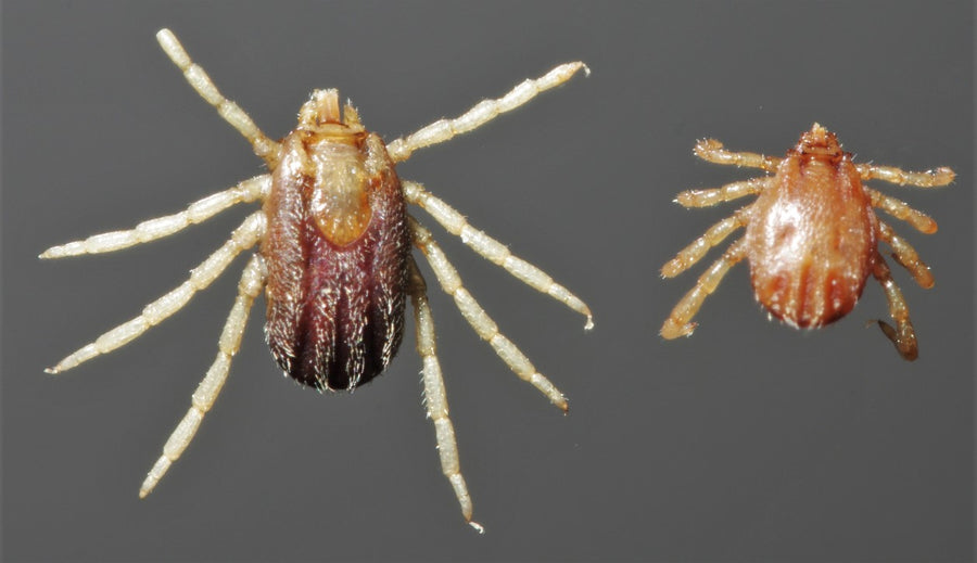 Australian cattle tick (Rhipicephalus australis), adult female and male, dorsal view