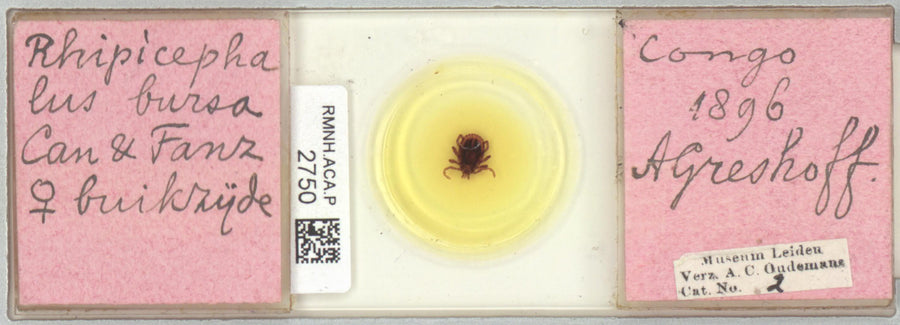 Eurasian sheep tick (Rhipicephalus bursa) verified reference image