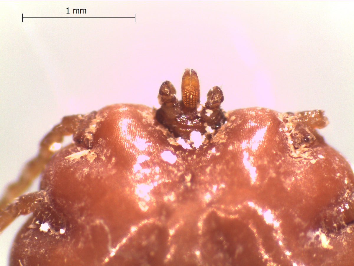 African blue tick (Rhipicephalus decoloratus), adult female identification detail