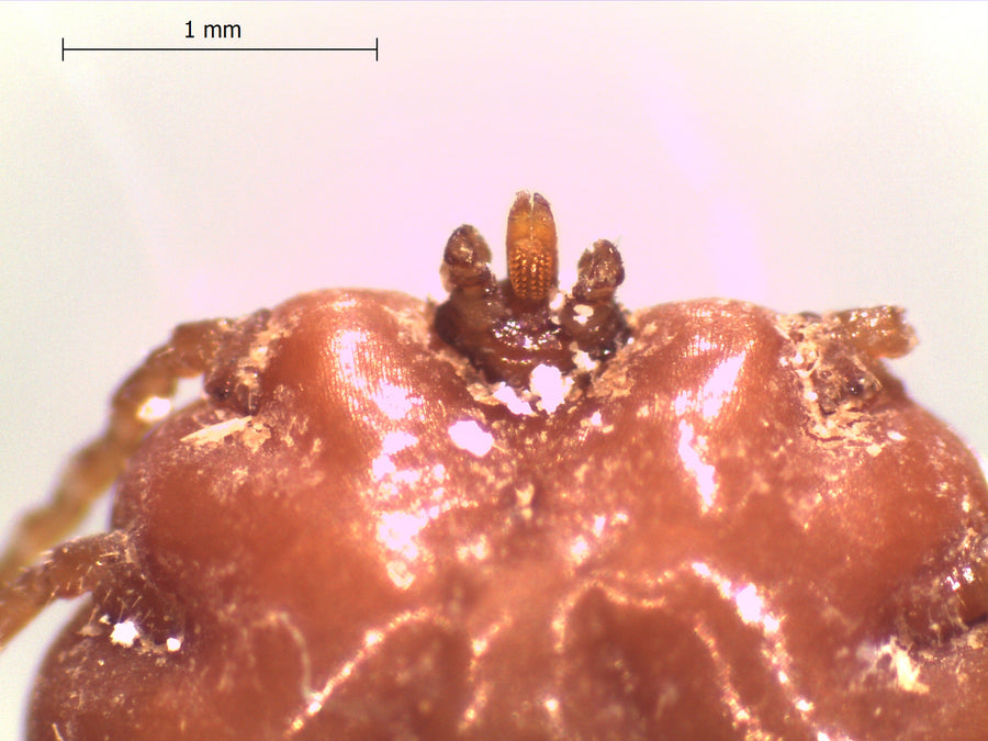 African blue tick (Rhipicephalus decoloratus), adult female identification detail