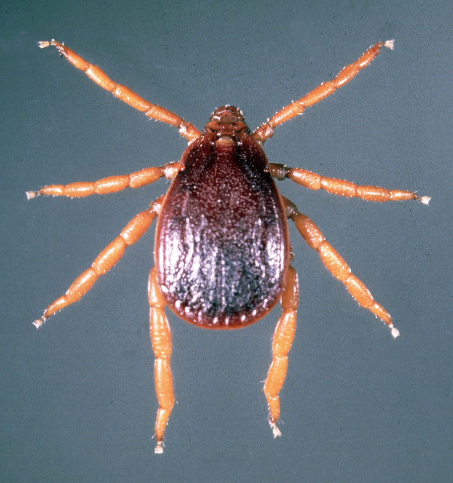 Adult male Rhipicephalus evertsi red-legged tick, dorsal view