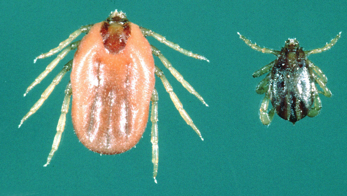 Adult female and male Rhipicephalus microplus southern cattle ticks