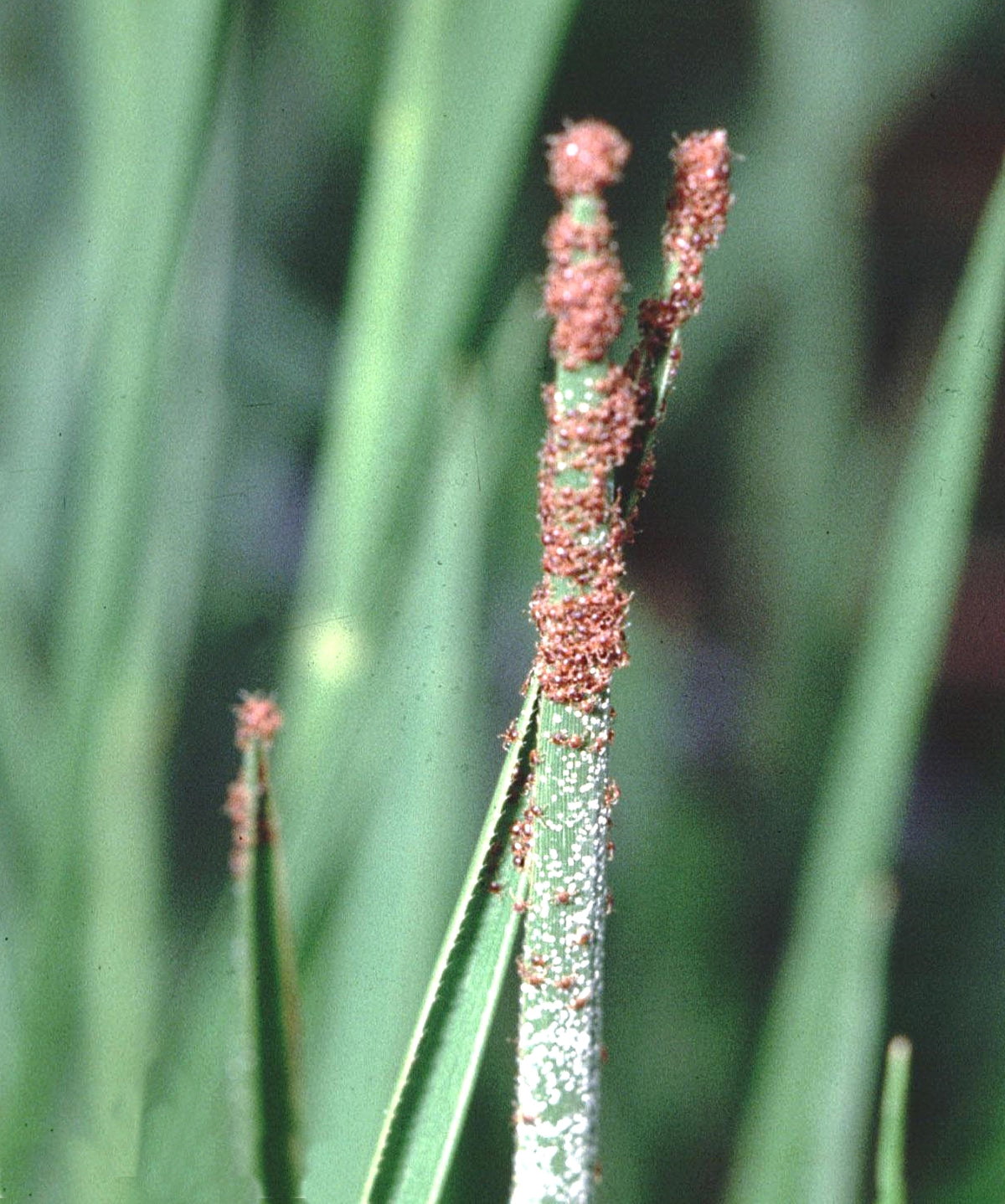 Rhipicephalus microplus larvae questing for a host on grass in cattle pasture