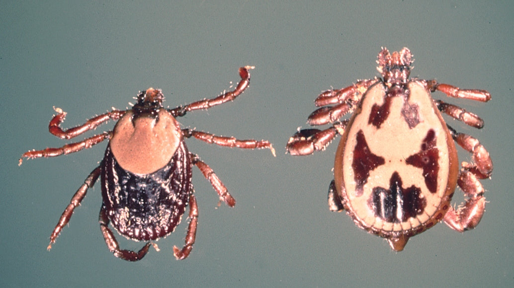 Adult female and male Rhipicephalus pulchellus zebra ticks, dorsal view