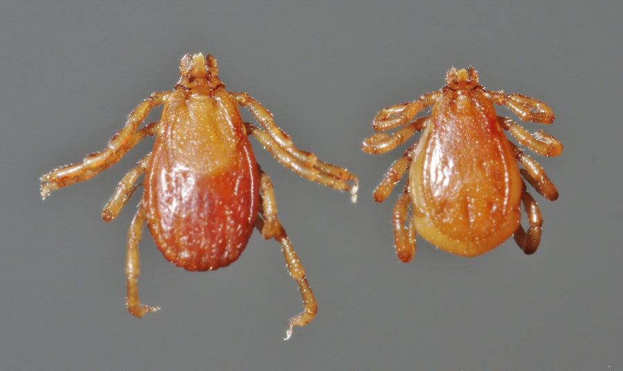 Adult female and male Rhipicephalus sanguineus brown dog ticks in dorsal view