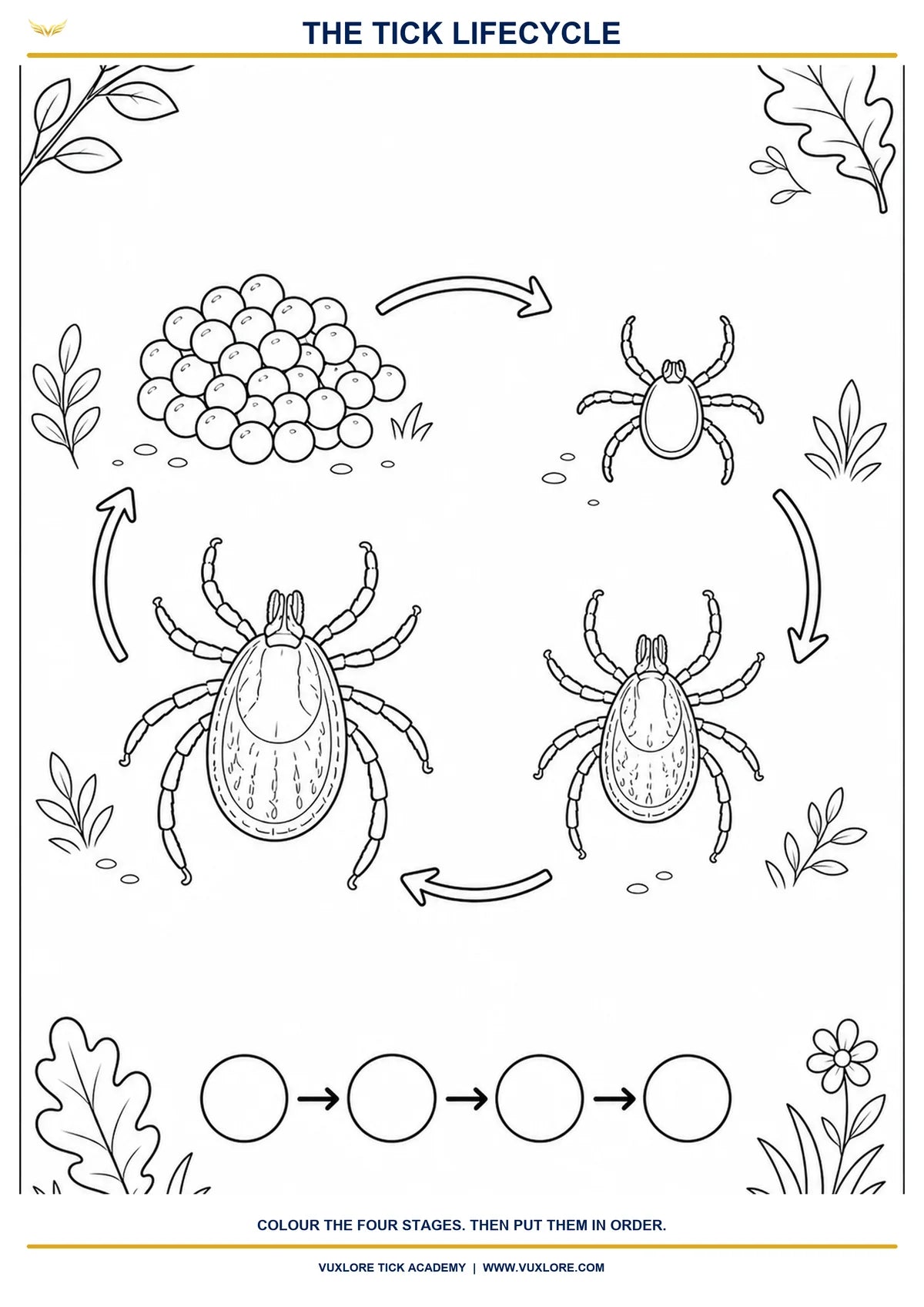 Free printable tick lifecycle colouring page showing eggs, larva, nymph and adult stages